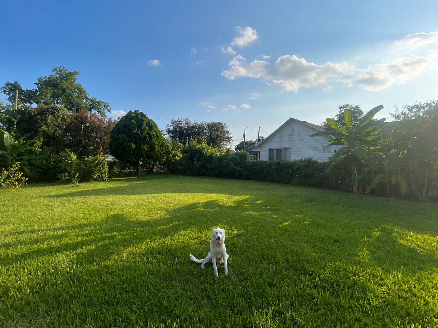 Maintained residential lawn with landscaped backyard and dog